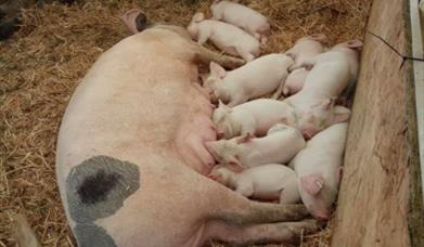 Pigs and Piglets feeding in sty