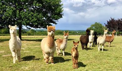 Herd of Alpacas outside in field