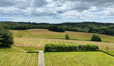 Image of the cherry picker and Vineyard fields in Coe's Farm