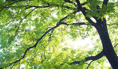 dappled sunlight through the leaves of a tree