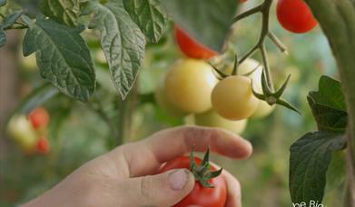 picking tomatos