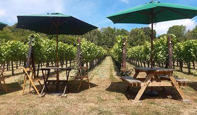 View of vineyard with picnic tables