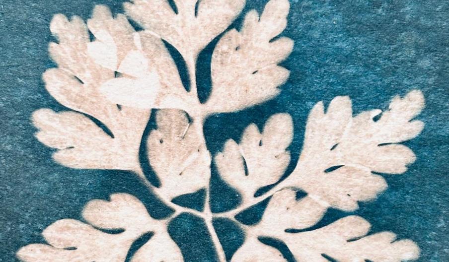An example of cyanotype printing - a white leaf