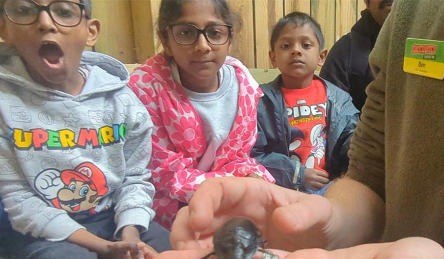 Animal Encounters at Knockhatch Adventure Park - three kids looking at a beetle in a person's hand.