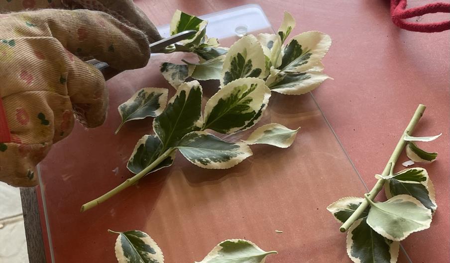 Leaves being cut on a workshop table