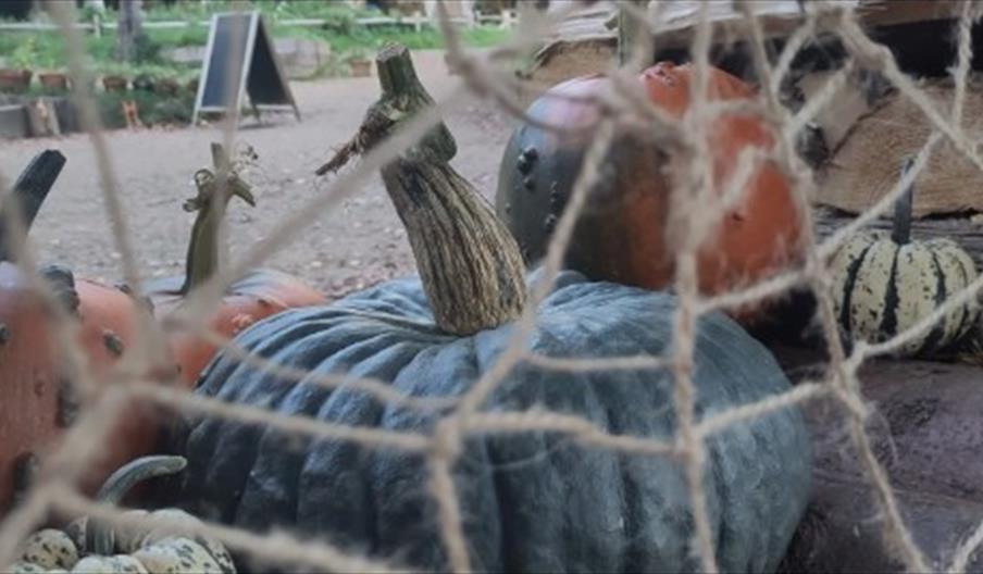 A spiders web made out of string with pumpkins surrounding it and the woods in the background