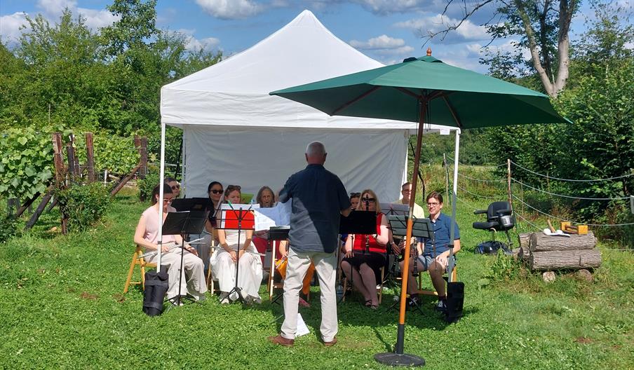 Concert in the Vineyard