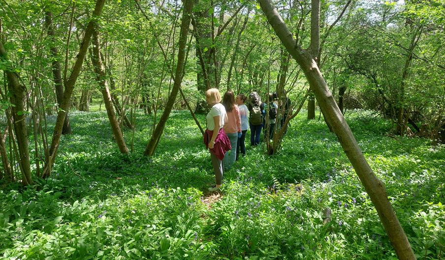 Forest bathing