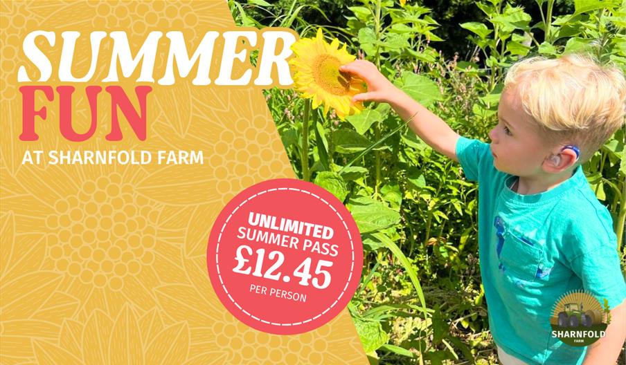 Summer Fun artwork