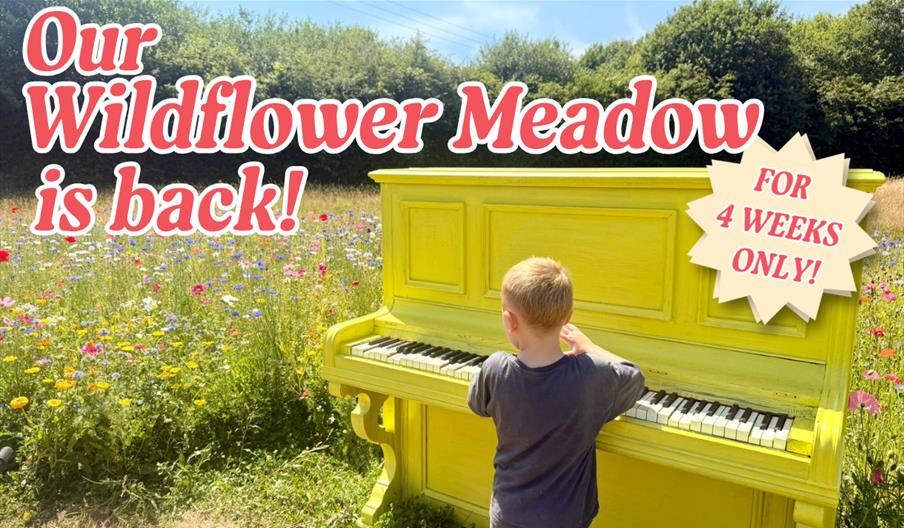 Photo of boy at Piano in Wildflower Meadow