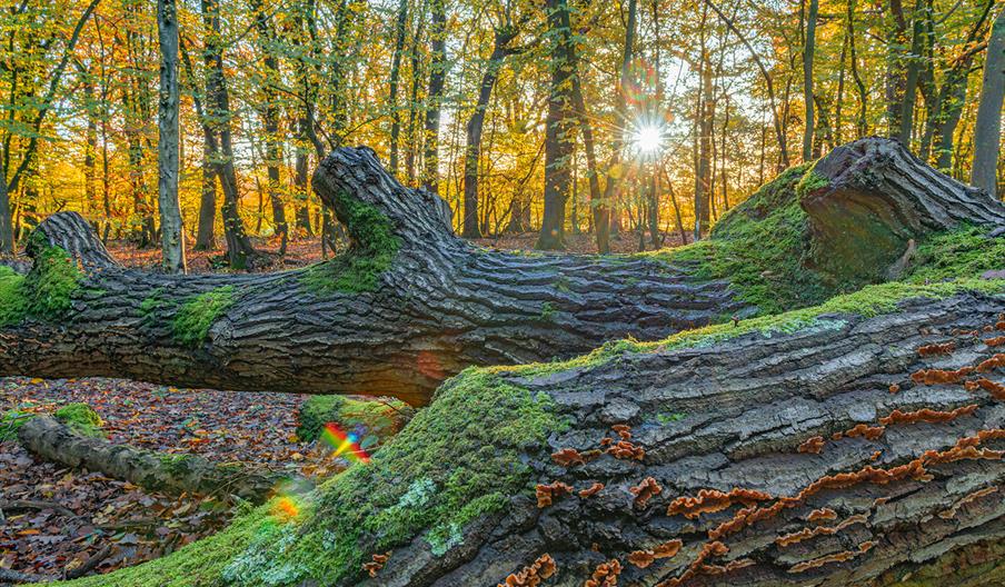 an ancient wood in autumn