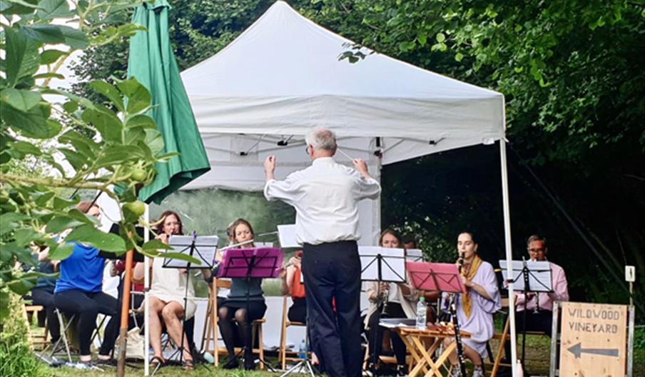 Concert in the vineyard