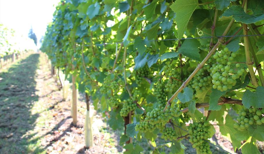 Vines at Tickerage Vineyard