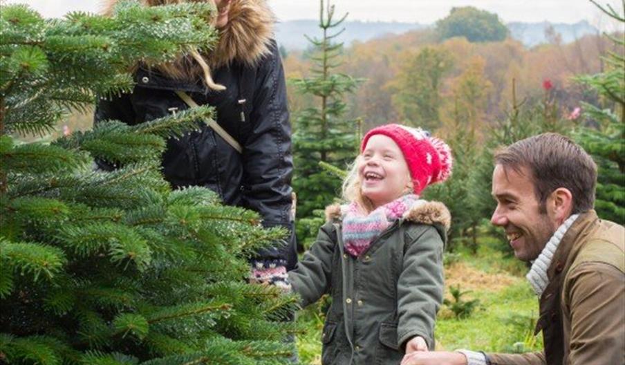 Family picking a Christmas tree at Wilderness Wood