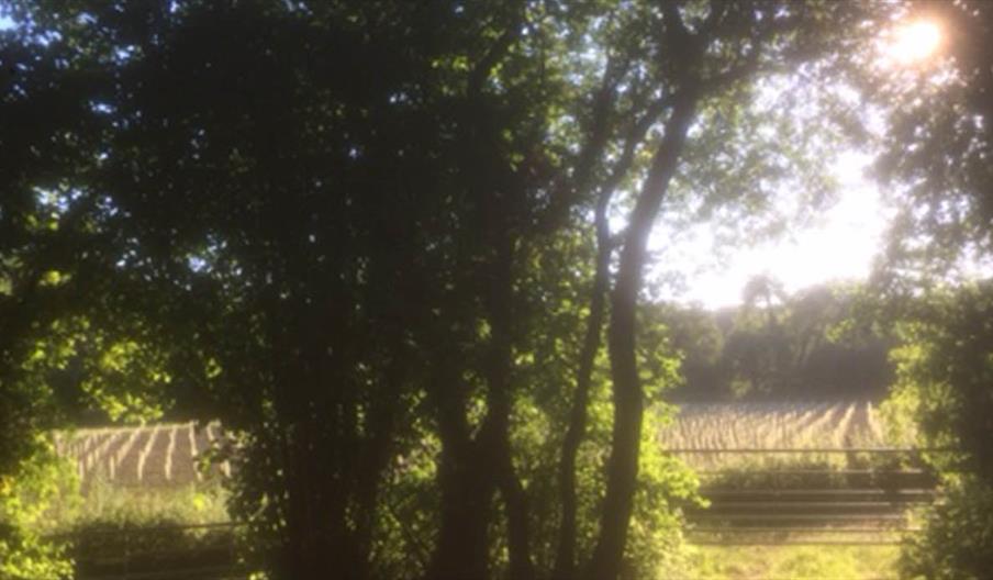 View of vines at Clayton Organic Vineyard