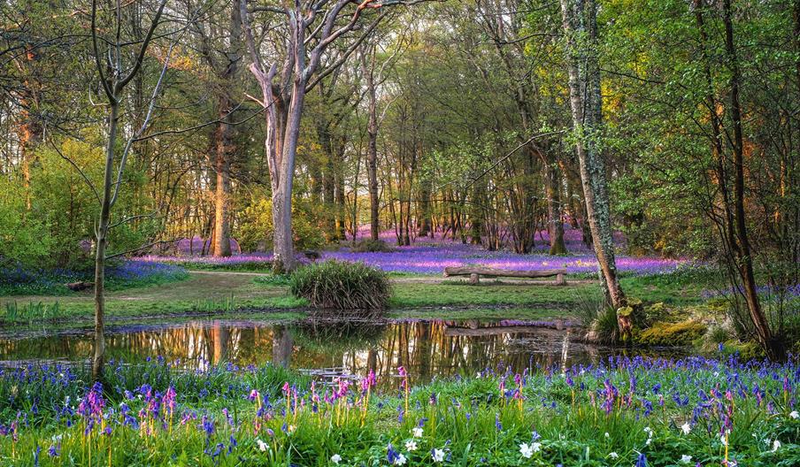 Carpet of bluebells in the woods