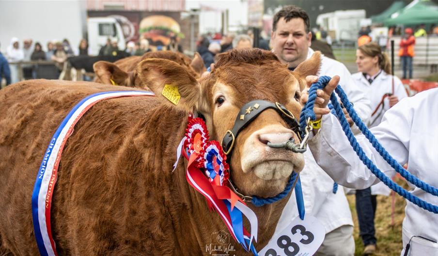 A prize-winning cow wearing red, white and blue rosettes is led by a handler at a livestock show, with other exhibitors and spectators behind.