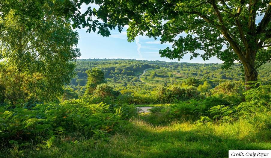 Looking out towards the landscape of Ashdown Forest in the summer