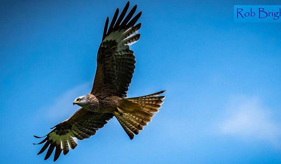 Image of a hawk in the sky