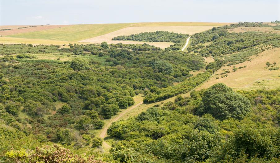 rolling green hills covered in trees