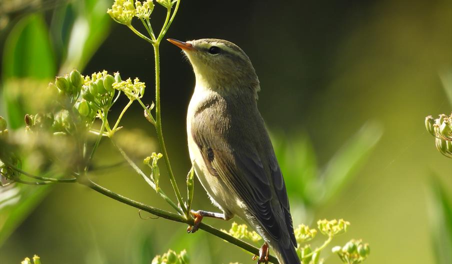 Bird watching