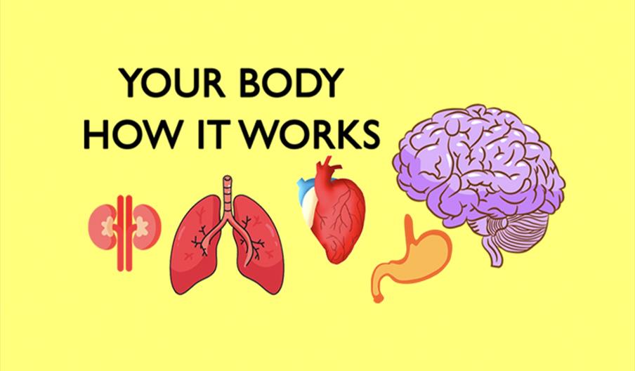 Your Body: How it Works