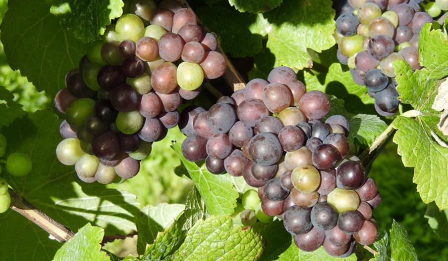 Grapes from Busi-Jacobsohn Vineyard