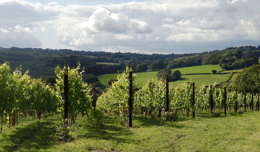 a view at the top of Busi Jacobsohn vineyard