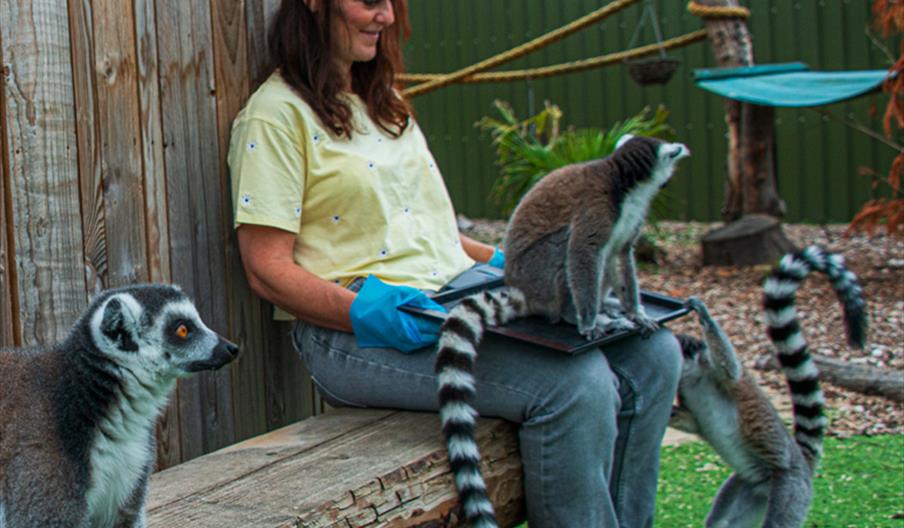 lemur_experience_knockhatch