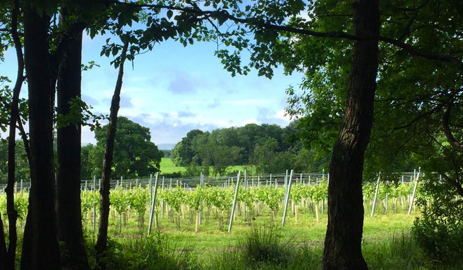 Vines at Off the Line Vineyard