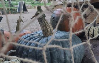 A spiders web made out of string with pumpkins surrounding it and the woods in the background