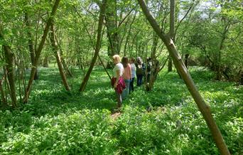 Forest bathing