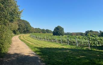 Image of Off The Line Vineyard