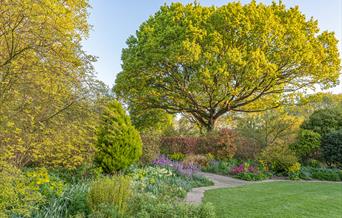 Oak tree, lawn and herbaceous border