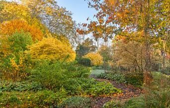 Trees and shrubs displaying autumn colour