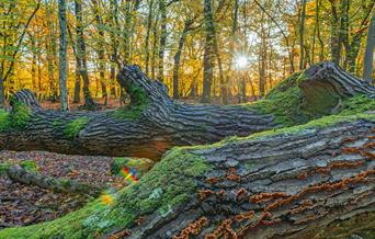 an ancient wood in autumn
