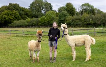 A girl holding two Alpacas