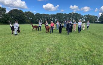 Group of people walking Alpacas