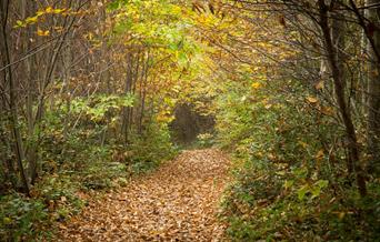 Image of forest in Wilderness Wood with Autumn leaves