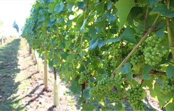 Vines at Tickerage Vineyard