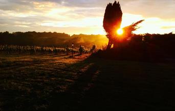 Vineyard in Autumn sunset