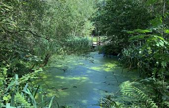 Image of Crowborough Country Park pond