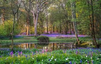 Carpet of bluebells in the woods