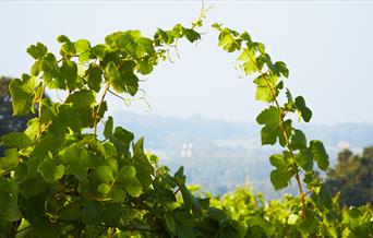 Vines at Fox and Fox Vineyard