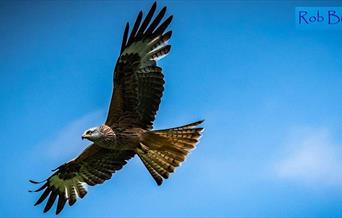 Image of a hawk in the sky