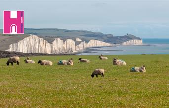 a row of seven cliffs, with sheep grazing in the foreground