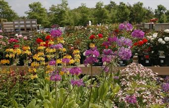 Flowers from Hillers Garden Centre