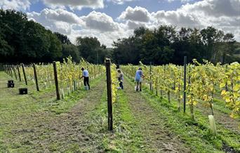 Image of Winklestone Vineyard