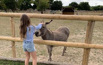 Image of a girl and a donkey at Blackberry Farm Park