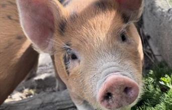 Image of a pig at Blackberry farm park